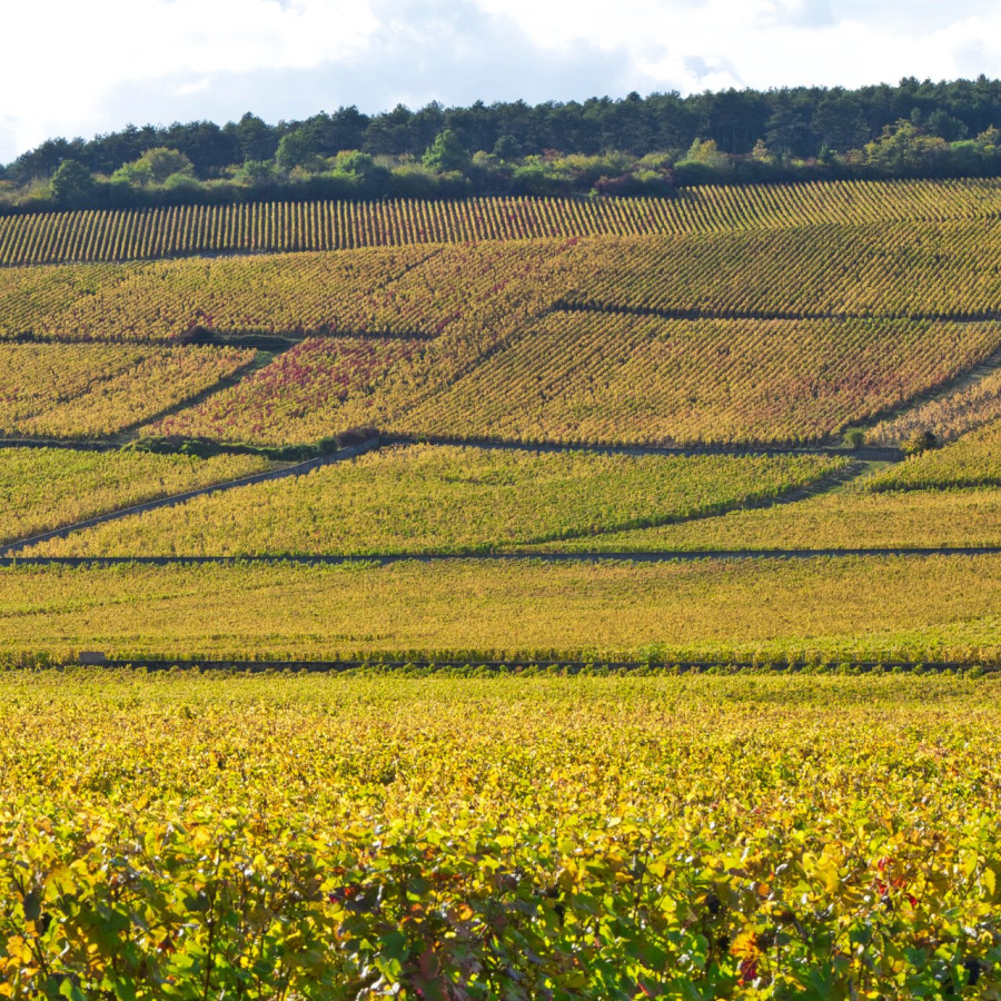 3 Causes of the Burgundy Wine Shortage